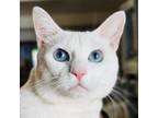 Adopt Frosty a Domestic Short Hair