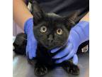 Adopt Joelle a Domestic Short Hair