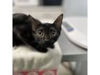 Adopt Buttercup a Domestic Short Hair