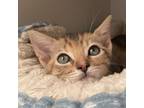 Adopt Miley a Domestic Short Hair
