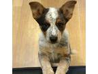 Adopt ANNIE a Australian Cattle Dog / Blue Heeler, Mixed Breed
