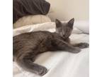 Adopt Jovi a Russian Blue, Domestic Short Hair