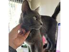 Adopt Tuna a Russian Blue, Domestic Short Hair