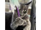 Adopt Gracie a Russian Blue, Domestic Short Hair