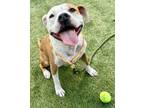 Adopt Layla Marie a Pit Bull Terrier, Mixed Breed