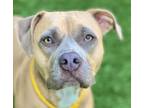 Adopt Cali Rose a Pit Bull Terrier, Mixed Breed