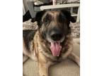 Adopt Ada a German Shepherd Dog