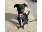 Adopt Tooti a Mixed Breed