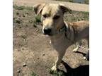 Adopt Lyla a Labrador Retriever