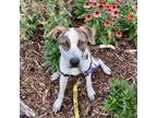 Adopt Chelsea a Cattle Dog, Mixed Breed