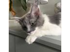 Adopt Doxy a Domestic Medium Hair