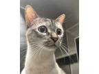 Adopt Lily a Domestic Short Hair