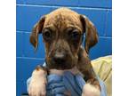 Adopt Emily a Boxer