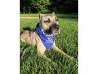 Adopt Dakota a Black Mouth Cur, American Staffordshire Terrier