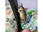 Adopt Elsie, Willow Grove Area (FCID 08/15/2024-138) a Calico, Tabby