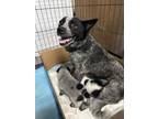 Adopt IZZY a Australian Cattle Dog / Blue Heeler