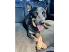 Adopt LINDA a Australian Cattle Dog / Blue Heeler, Affenpinscher