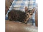 Adopt Cinnabun a Domestic Short Hair