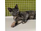 Adopt Pebble a Domestic Short Hair