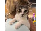 Adopt Cinnamon a Domestic Short Hair