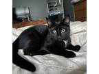 Adopt Betty a Domestic Short Hair
