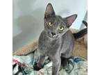 Adopt Misty a Domestic Short Hair