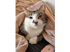 Adopt Willow a Domestic Short Hair