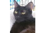 Adopt Amelia a Domestic Short Hair