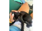 Adopt Blair a Domestic Short Hair