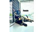 Adopt Foxxie a Domestic Short Hair