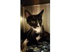 Adopt Ocean a Domestic Short Hair