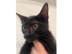 Adopt Jubilee a Domestic Short Hair