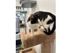 Adopt Perdita a Domestic Short Hair