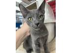 Adopt Fenway a Domestic Short Hair
