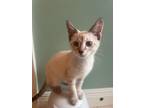 Adopt Peppermint Patty a Domestic Short Hair