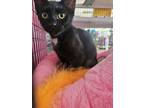 Adopt Daisy a Domestic Short Hair