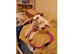 Adopt Luna Winkler a Domestic Short Hair