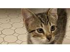 Adopt Alice a Domestic Short Hair