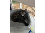 Adopt Lynn a Domestic Short Hair