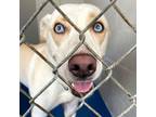 Adopt Hope a Labrador Retriever, Husky