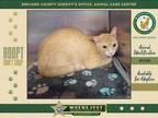 Adopt Sweet Pea a Domestic Short Hair