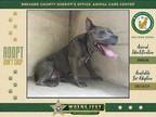 Adopt Princess a Mixed Breed