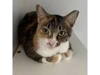 Adopt Lula Bell a Domestic Short Hair