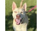 Adopt Blizzard a Siberian Husky