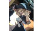Adopt Cookie-ADOPTED a Parson Russell Terrier, Mixed Breed