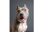 Adopt Trinity a Pit Bull Terrier, Mixed Breed