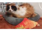 Adopt Hilda a Domestic Long Hair, Domestic Short Hair