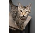 Adopt Alaska a Domestic Short Hair