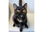 Adopt Peanut a Domestic Short Hair