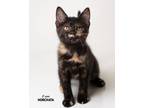 Adopt Horchata a Domestic Short Hair